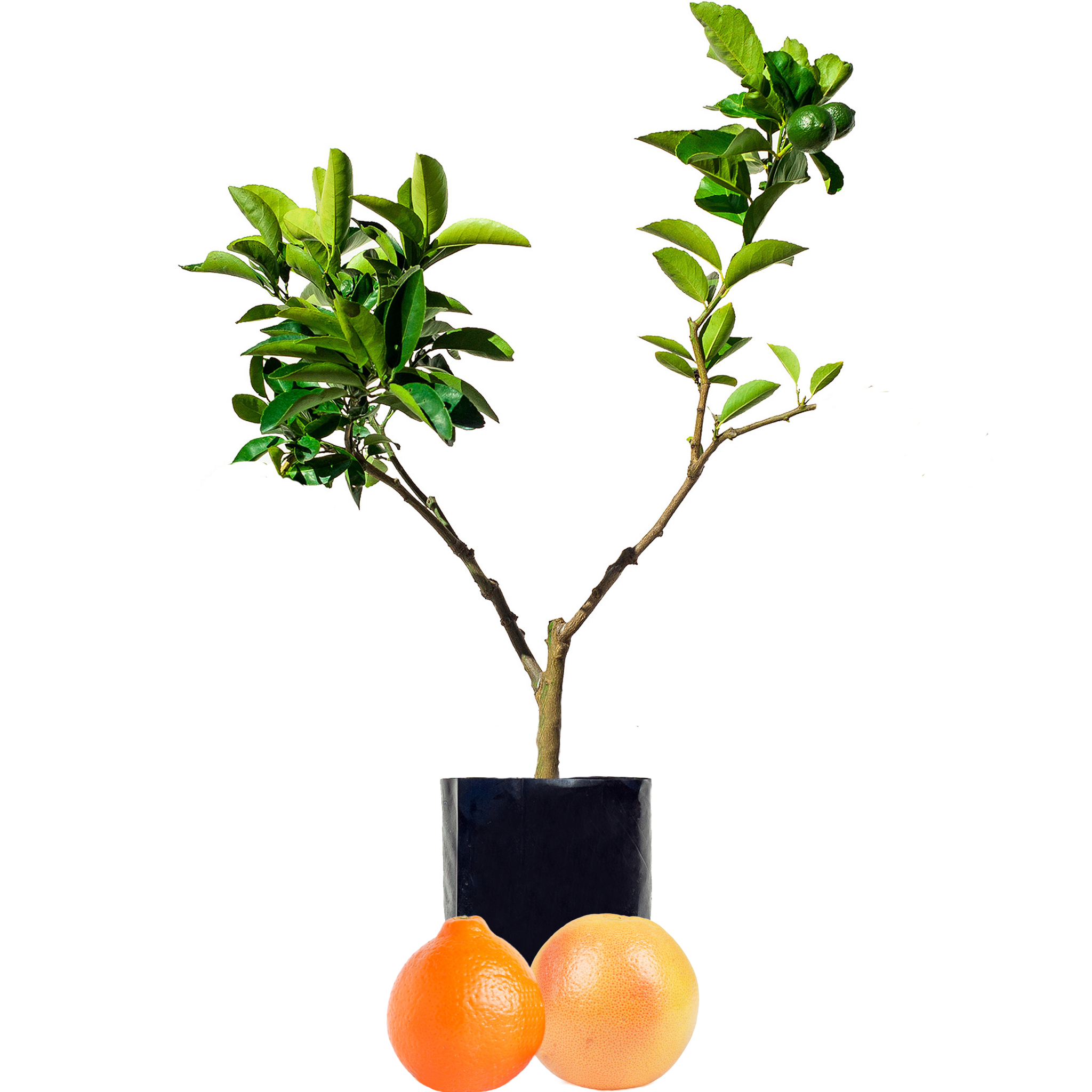 Orange + Tangelo